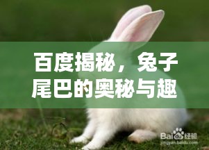 百度揭秘，兔子尾巴的奧秘與趣味！
