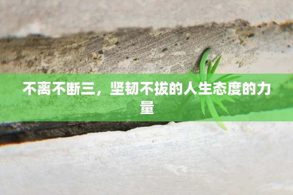 不離不斷三，堅(jiān)韌不拔的人生態(tài)度的力量